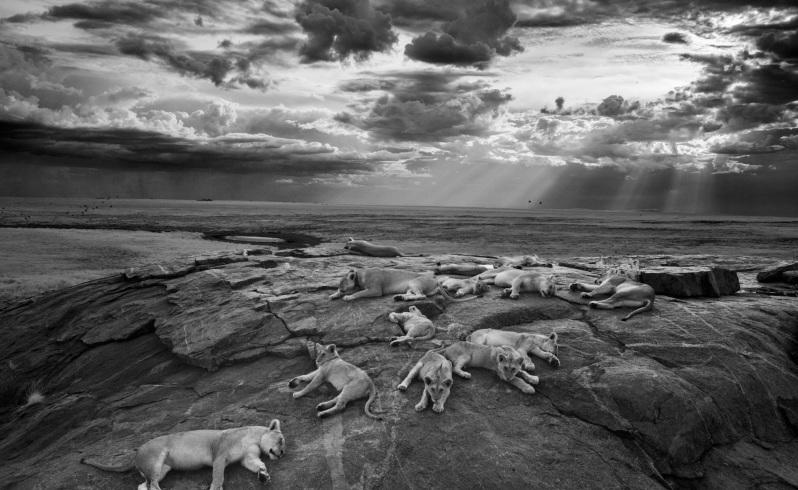 Wildlife Photographer of the Year 2014