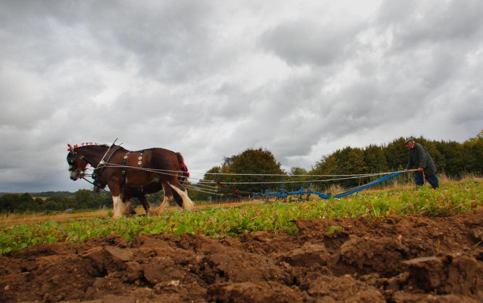 Despite having been a feature of the British landscape for centuries, the Shire Horse is now in danger of extinction in the UK: PA Archive/PA Images