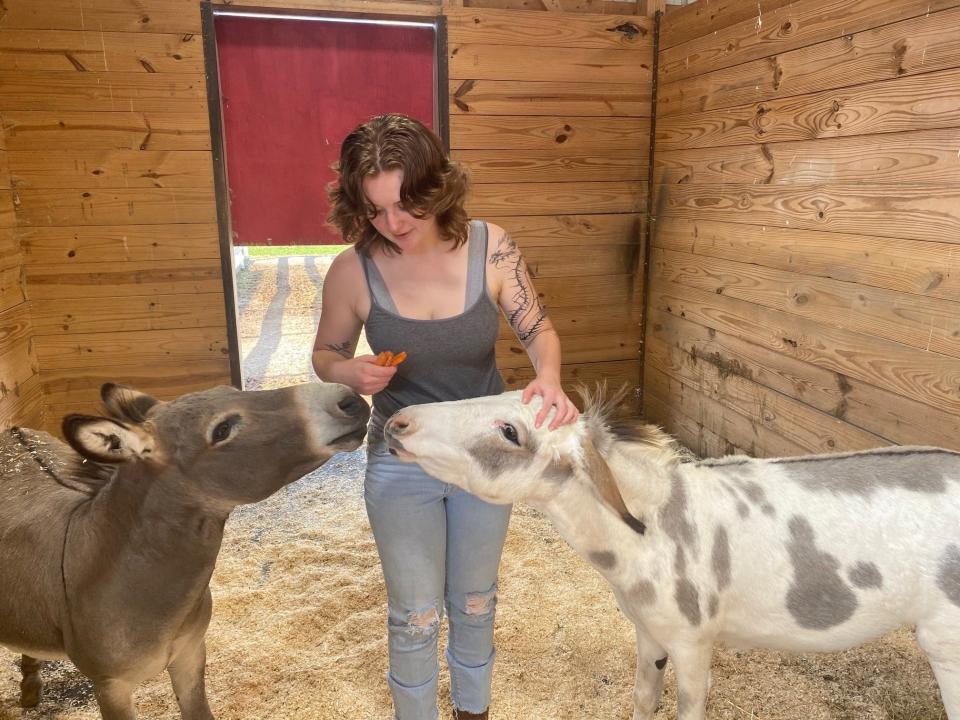 Amara Hutchinson feeds Homer, at left, and Vivian, two miniature donkeys at Westmeister Farm.