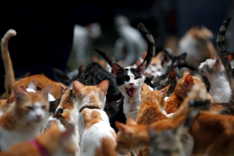 A cat reacts as it is being fed during lunch time at a cat shelter called "Rum Kucing Parung" in Bogor
