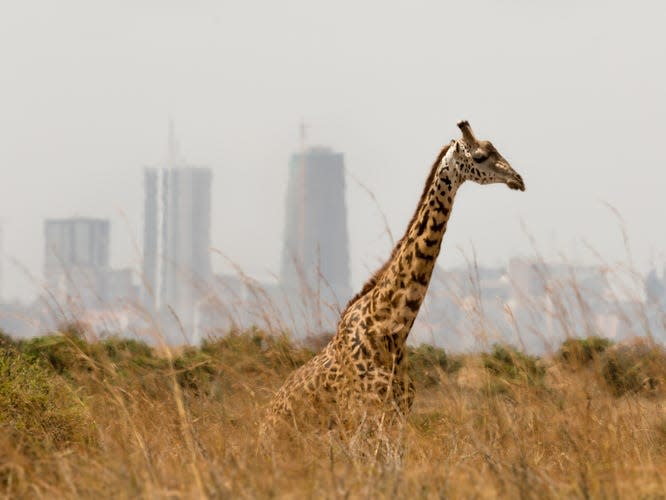 giraffe nairobi kenya