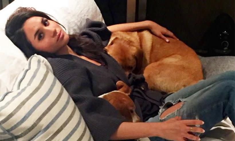 Meghan is bringing her two rescue dogs over to the UK. Photo: Instagram