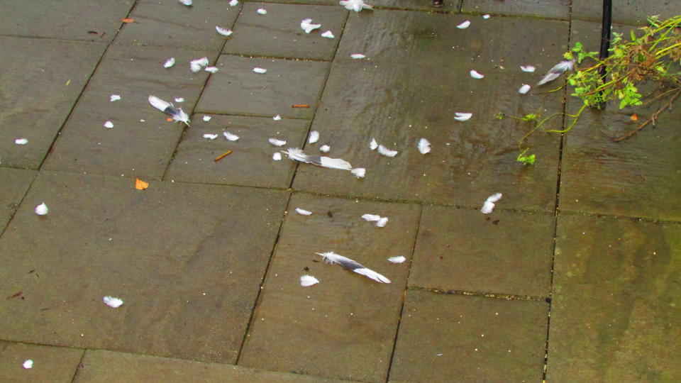 Dove feathers fell on Ricci's back patio after hundreds of doves flew around the day after Brandt passed