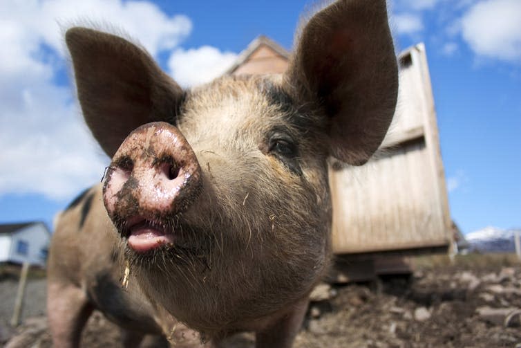 <span class="caption">Unprocessed pork.</span> <span class="attribution"><a class="link " href="https://www.shutterstock.com/download/confirm/52246684?src=59LELXhkHEMLpWnYpDY9UQ-1-43&size=medium_jpg" rel="nofollow noopener" target="_blank" data-ylk="slk:Gareth Weeks/Shutterstock;elm:context_link;itc:0;sec:content-canvas">Gareth Weeks/Shutterstock</a></span>