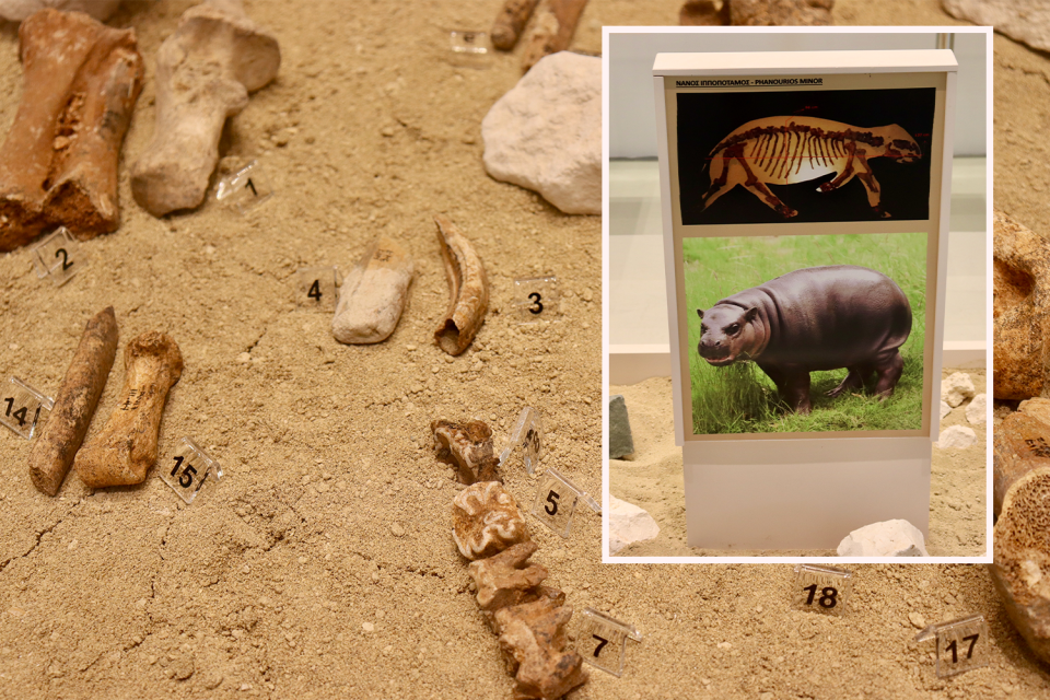 Background: Bones from dwarf hippos and elephants. Inset: A picture of a pygmy hippo.