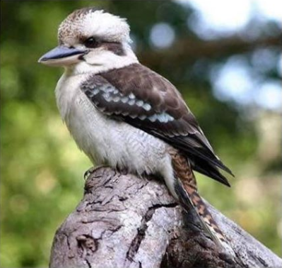 Kevin the kookaburra was reportedly ripped apart by the man after the bird ate some of his meal. Source: Facebook/Parkerville Tavern