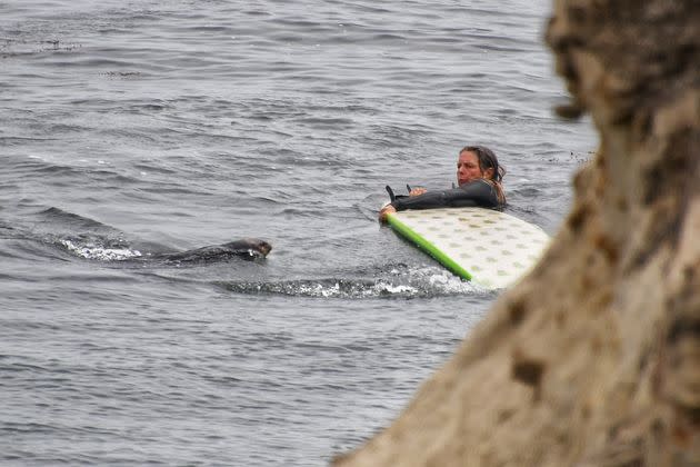 The otter goes after a surfer in Santa Cruz.
