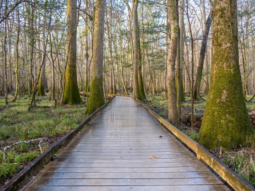 A boardwalk that runs through a wooded area.