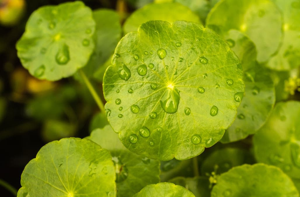 Gotu kola, Asiatic pennywort, Indian pennywort, green leaf background, Tiger Herbal