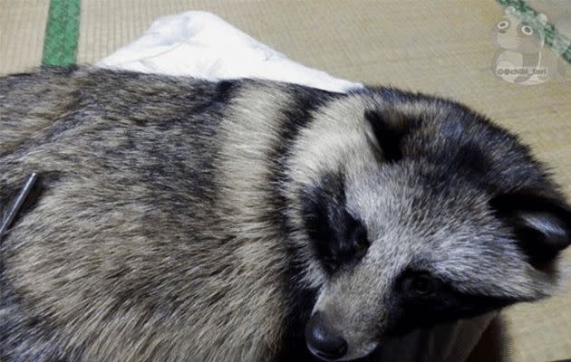 Tanukis are from the same family as dogs. Photo: Twitter