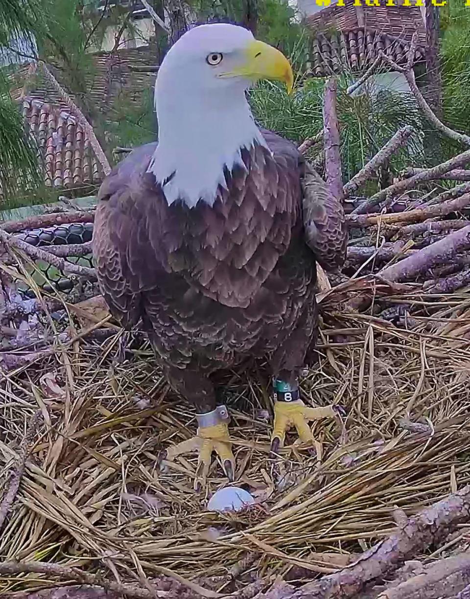 An eagle with a recently laid egg on a nesting platform constructed by Zoo Miami’s Ron Magill and Wildlife Rescue of Dade County’s Lloyd Brown. The image was captured on Nov. 25, 2021, by Zoo Miami’s 24-hour “Eagles Cam,” and the egg was believed to be laid the day before.