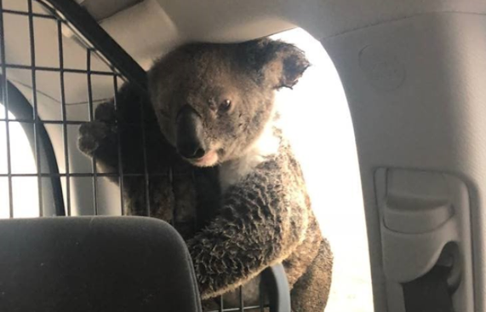 The mother koala, with singed fur, was moved to a police vehicle with her joey, while wildlife rescuers came to collect them.