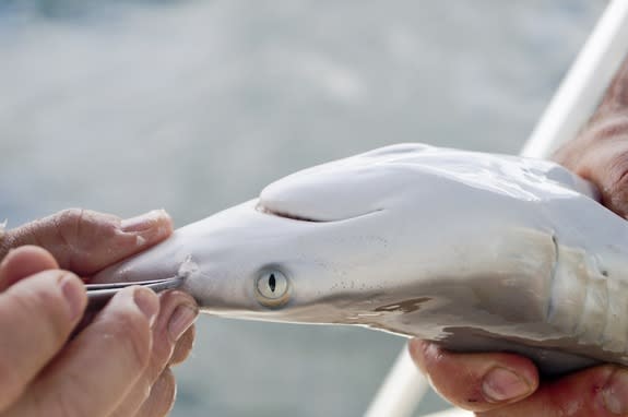 A blacktip shark is fitted with nose plugs for a study on sensory systems in sharks