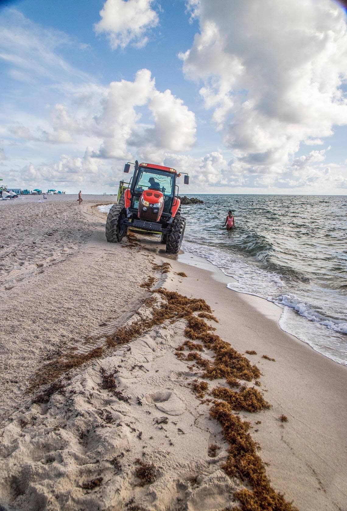 A tractor rakes up seaweed on Miami Beach on Thursday. The mats this week have been modest but MIami-Dade has seen record amounts this summer.