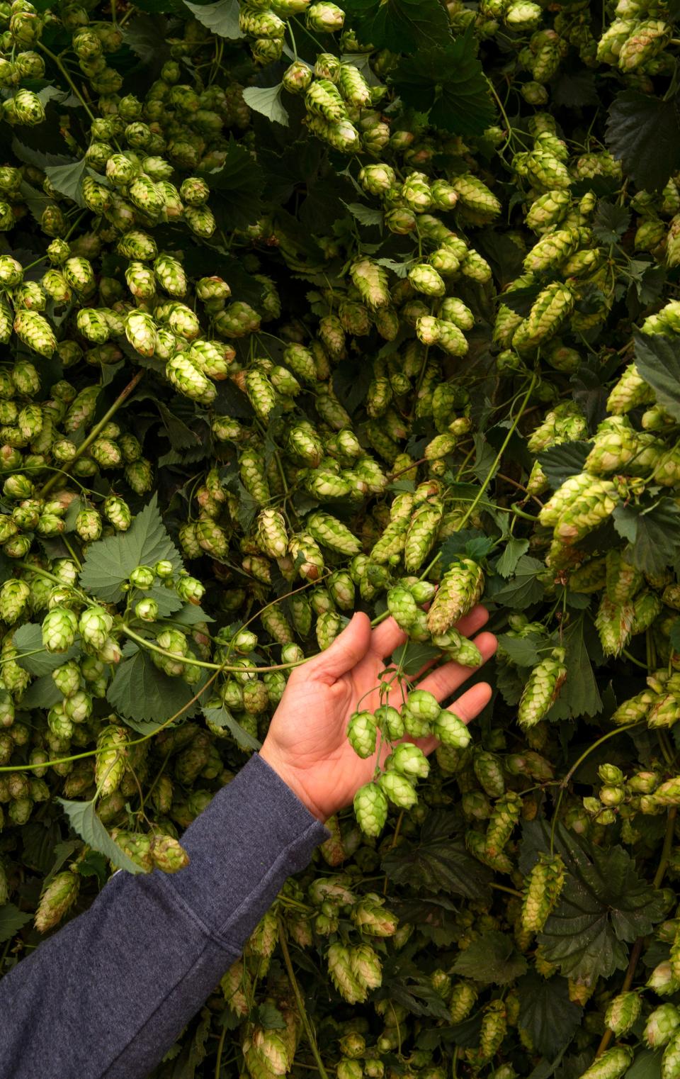 The Ohio Fresh Hop Festival showcases Ohio craft breweries and their unique beers made with Ohio hops, for you to try. It happens Saturday at HighGrain Brewing. Pictured: Fresh hops ready to be picked and brewed.