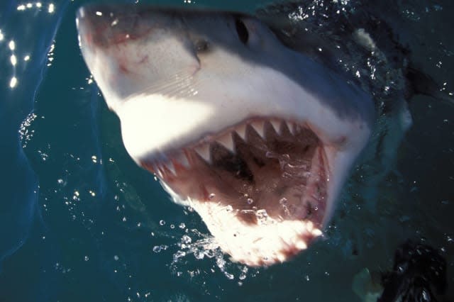 Man escapes from jaws of great white shark in Cape Town