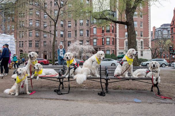 PHOTO: Dozens of golden retrievers gather with their owners, and some other breeds, to pose for photos and play together in Boston, April 16, 2023. (Joseph Prezioso/AFP via Getty Images)