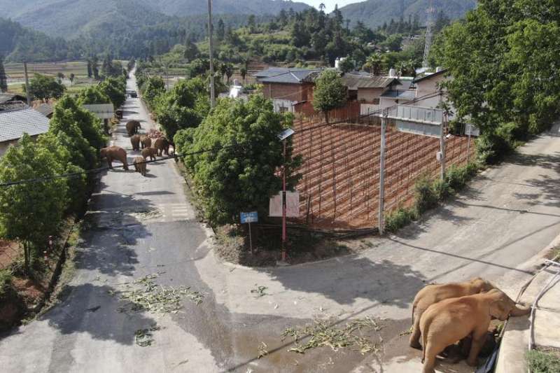 有15頭野生亞洲象最近一個多月在中國雲南引起廣大關注。（AP）