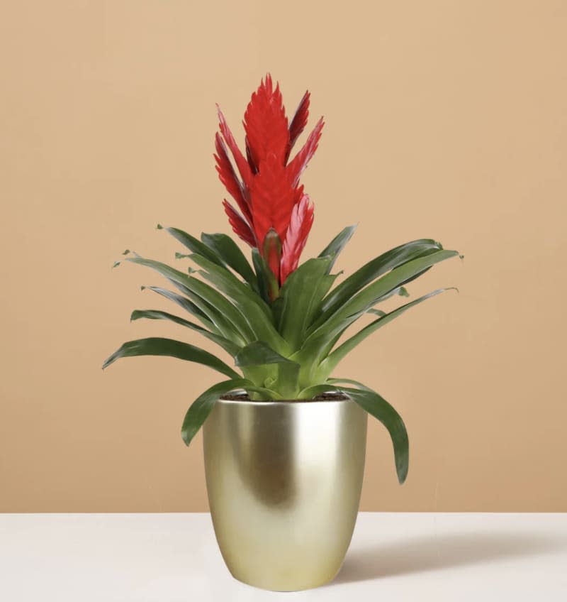 Bromeliad Vriesea Intenso Red