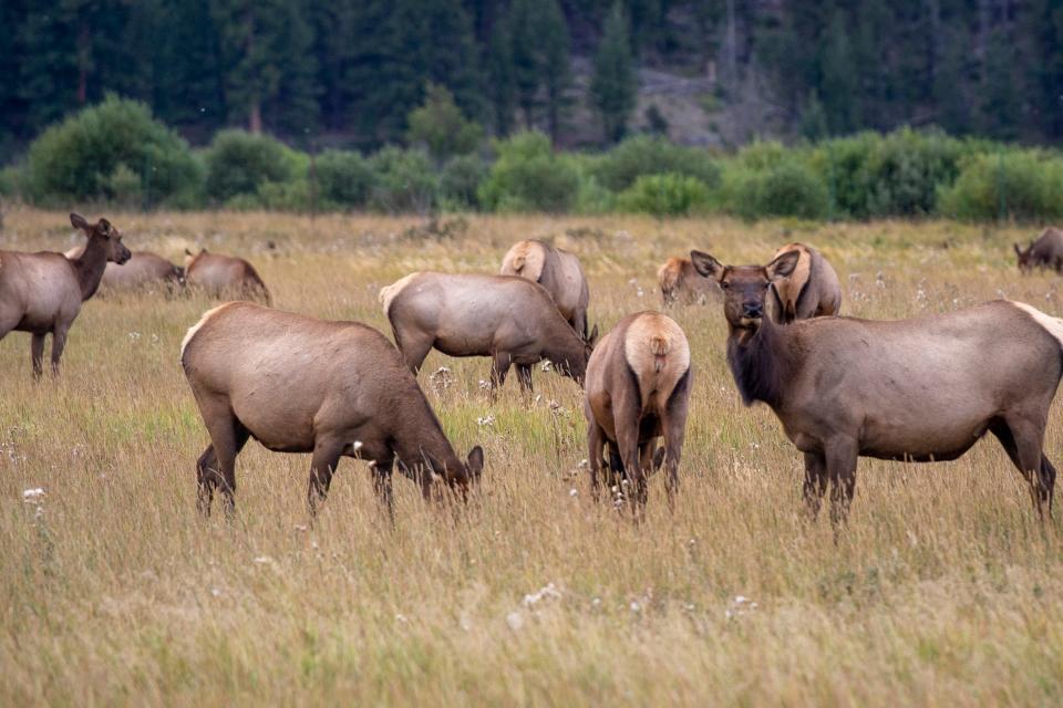 A herd of elk grazes inside Moraine Park in Rocky Mountain National Park on Sept. 14.