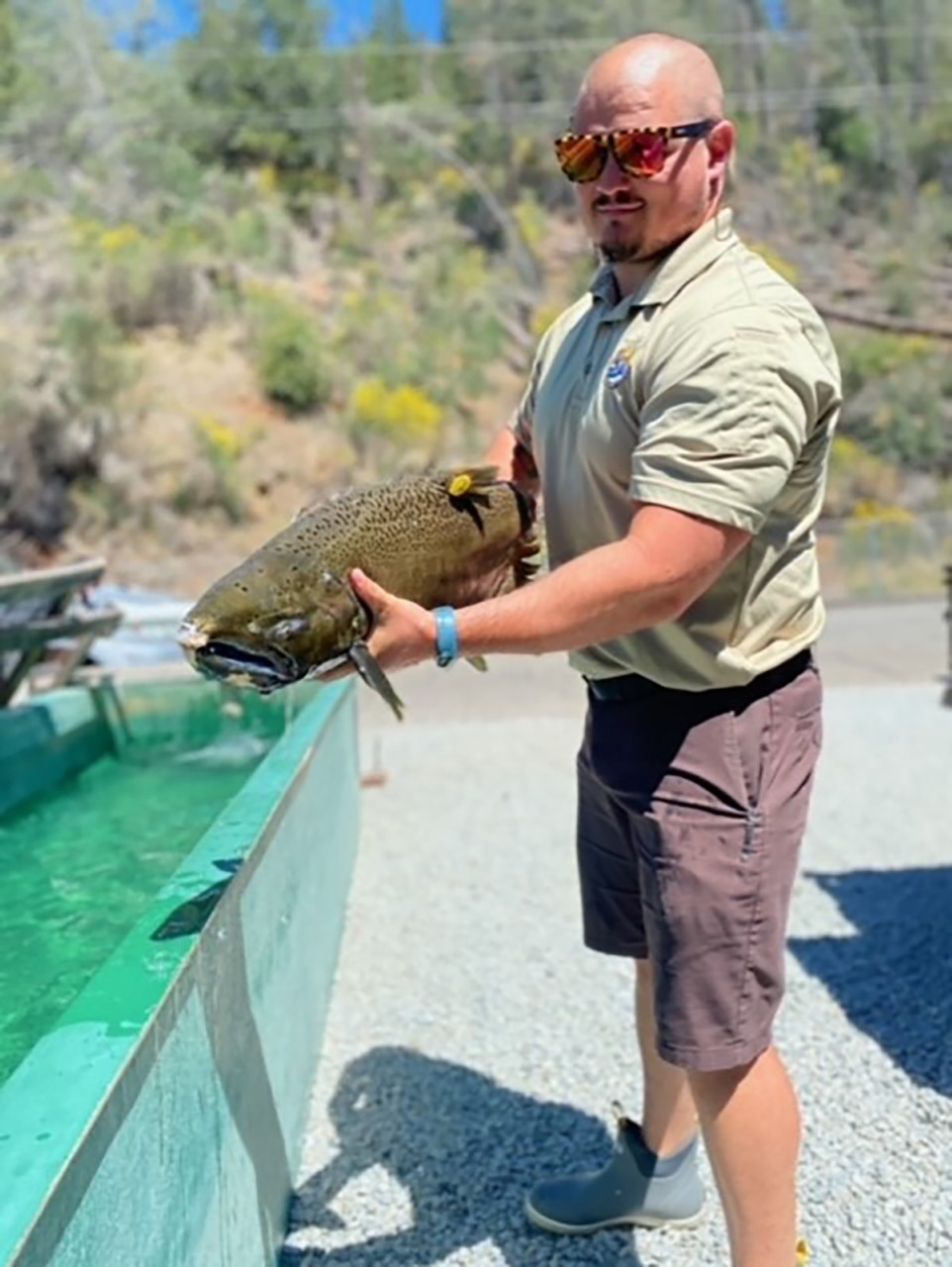 U.S. Fish & Wildlife Service Fish Biologist Taylor Lipscomb holds an adult winter-run Chinook salmon at the Livingston Stone National Fish Hatchery.