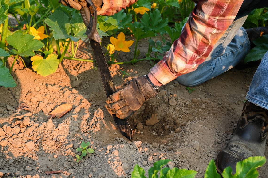 Burr Mosby, of Mosby Brothers Farms, digs between rows of pumpkins to show the health of the soil in one of his fields on Aug. 8 near Auburn. Mosby has been using cover crops on his farm for the last 20 years.