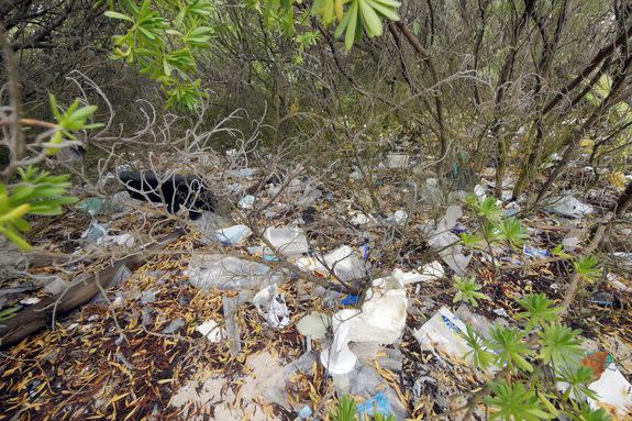 Plastic debris trapped in vegetation on Home Island.