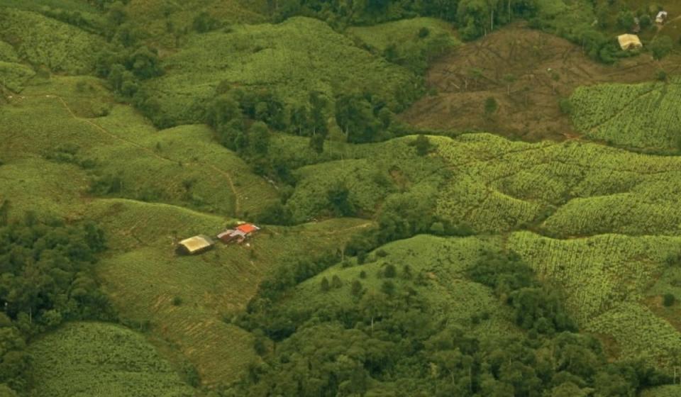 Cultivo de coca. Foto: Oficina de las Naciones Unidas contra la Droga y el Delito (Unodc).