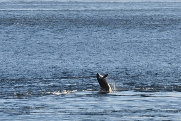 An orca is spotted in the Salish Sea on July 27.  (Orca Behavior Institute - image credit)