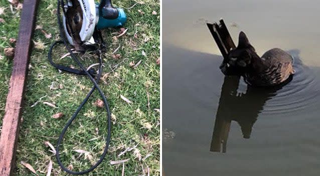 A cat was found with an angle grinder tied around its waist in a South Australian river. Source: Facebook/ Megan Eastaughffe/ Jessica Searle