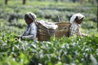 <p>In this photograph taken on June 3, 2016, Indian tea plantation workers pick leaves in a tea garden in Kaziranga, some 250kms east of Guwahati. Analysts say that the recent Bharatiya Janata Party (BJP) state election victory in Assam, an ethnically diverse state with a large Muslim minority where the BJP’s brand of religious nationalism had previously held little sway, is a sign that the party is becoming a truly national force. </p>