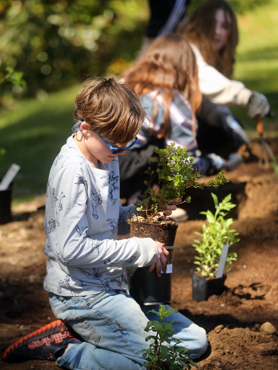 Fourth-grader Kal Gist, 10, helps plant flowering indigenous plants at Poulsbo’s American Legion Park on Wednesday, April 17, 2024. Kal and fellow members of Hilder Pearson Elementary School’s Anchored 4 Life Club spent the sunny afternoon landscaping with pollinator friendly plants and getting mason bee houses installed at the park.