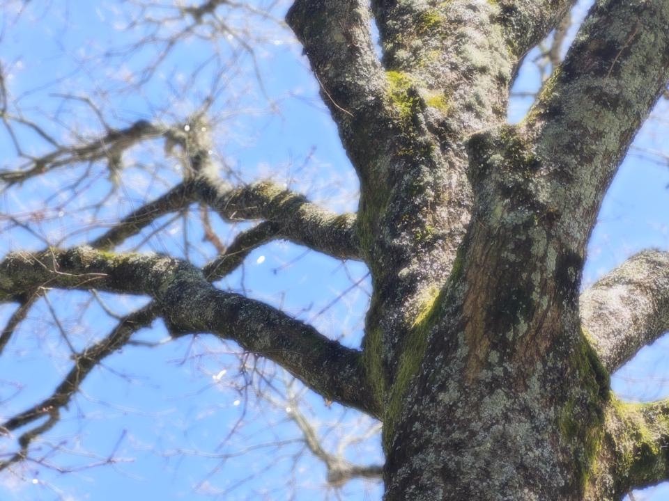 A tree with white flowers, picture taken with a Xiaomi 13 Pro