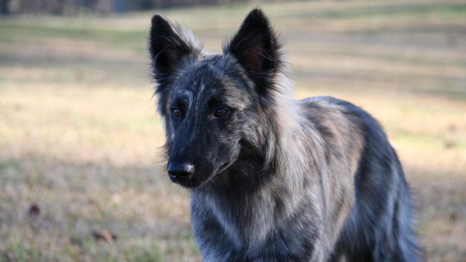 Dutch shepherd dog