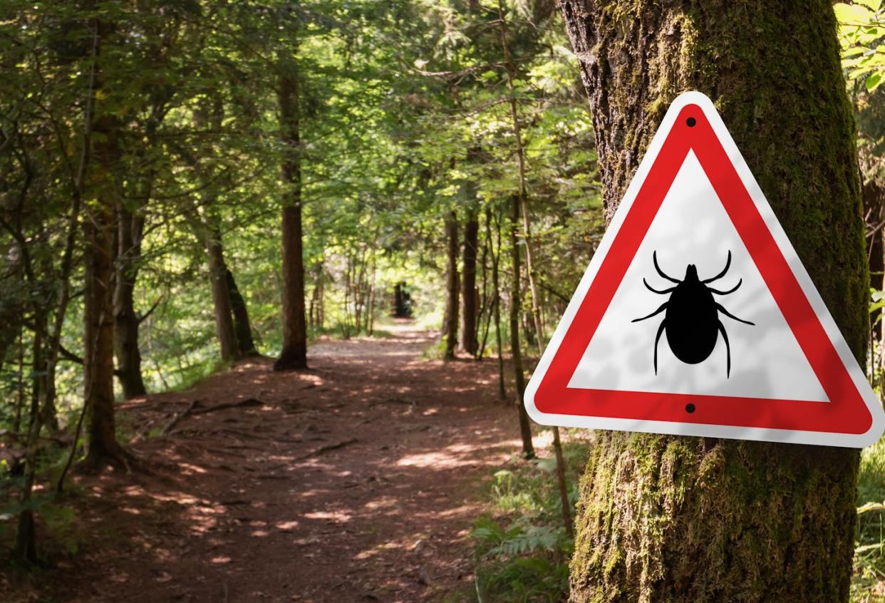 <a href="https://www.shutterstock.com/es/image-photo/infected-ticks-warning-sign-forest-risk-2113458593" rel="nofollow noopener" target="_blank" data-ylk="slk:24K-Production/Shutterstock;elm:context_link;itc:0;sec:content-canvas" class="link ">24K-Production/Shutterstock</a>