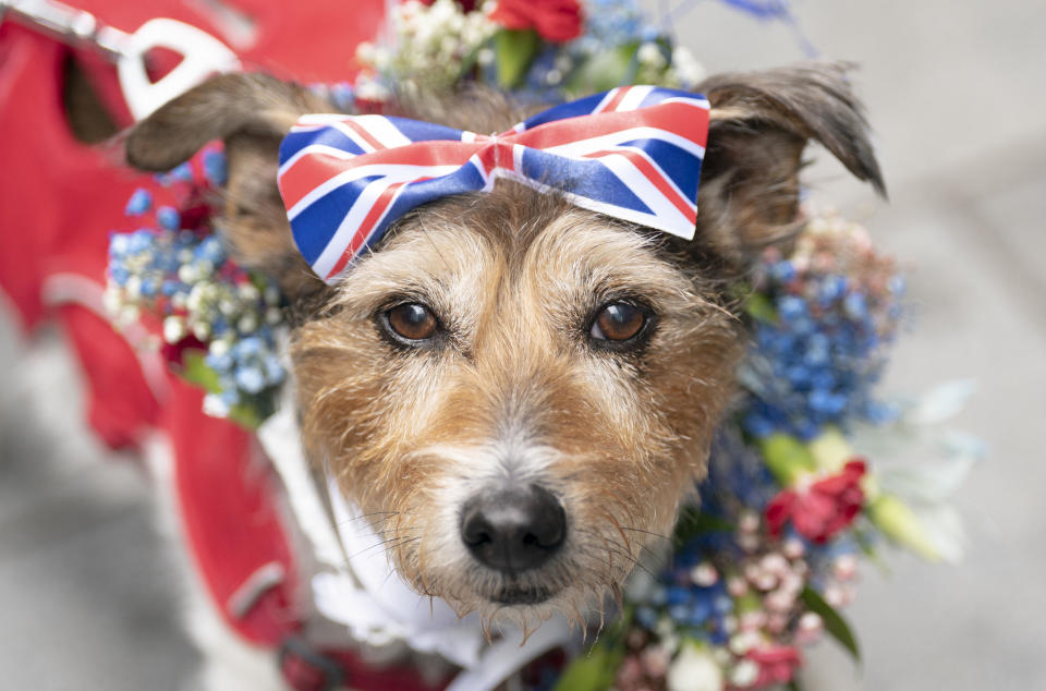 Betty the Parson Russell Terrier enjoys the Royal Pooch Party, celebrating the Queen's Platinum Jubilee, at the Moxy Manchester City hotel in Manchester, England, Sunday, June 5 2022. (Danny Lawson/PA via AP)