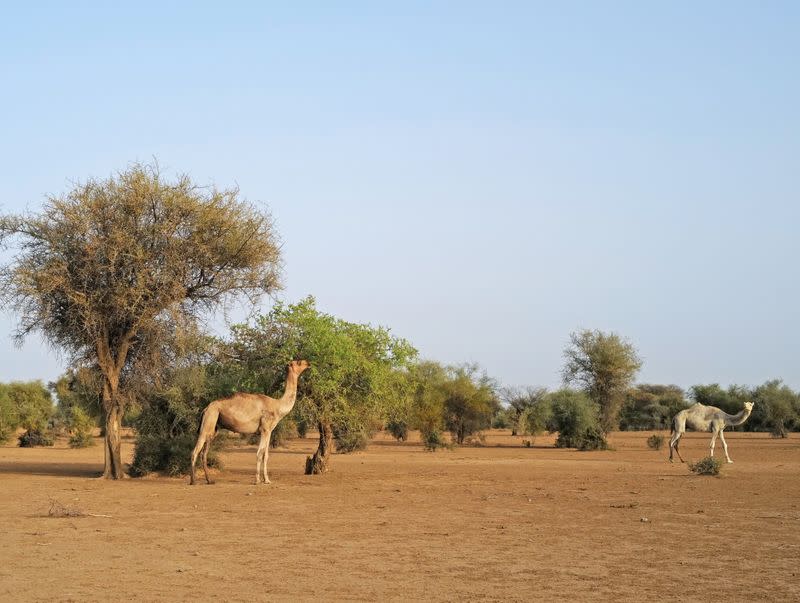 The Wider Image: Senegalese plant circular gardens in Green Wall defence against desert