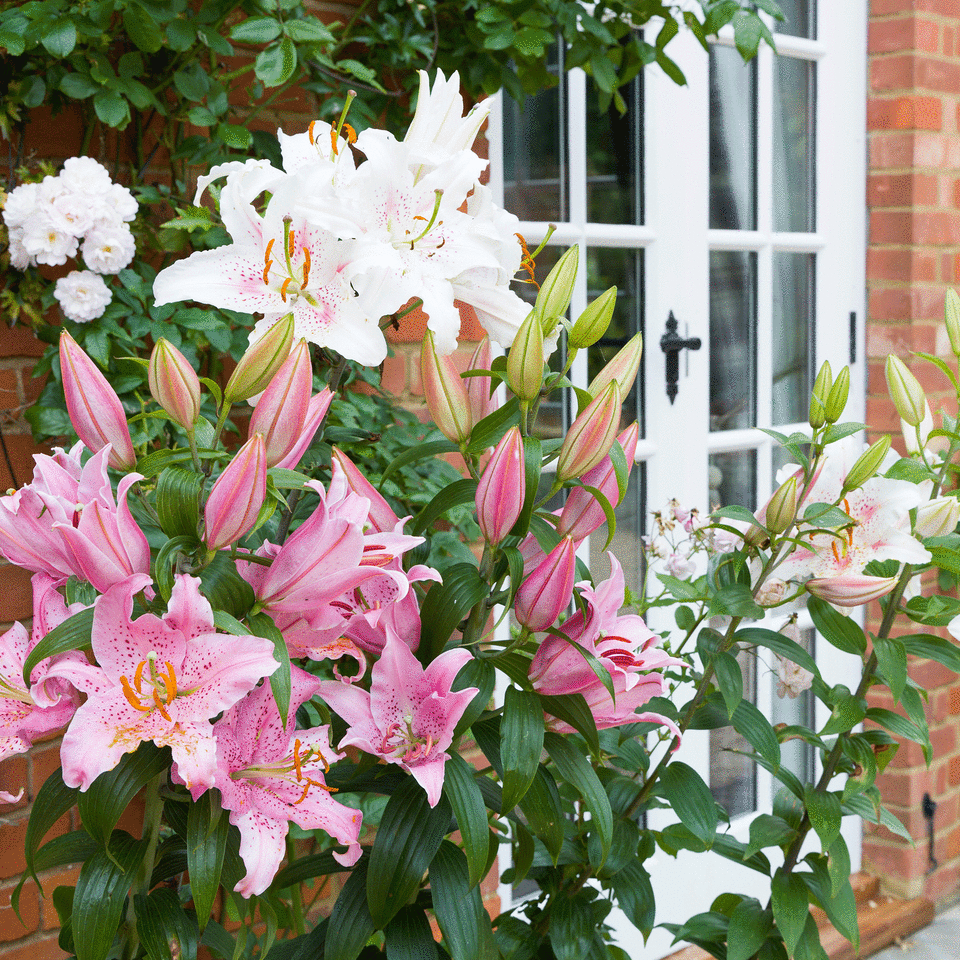 Lillies in garden