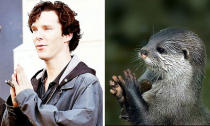 Wie diese Gegenüberstellung zeigt, scheint es partout kein Otter-Bild zu geben, zu dem es nicht auch einen passenden Schnappschuss von Benedict Cumberbatch gibt. Oder andersherum. (Bild-Copyright: Tumblr/benedictvsotters)