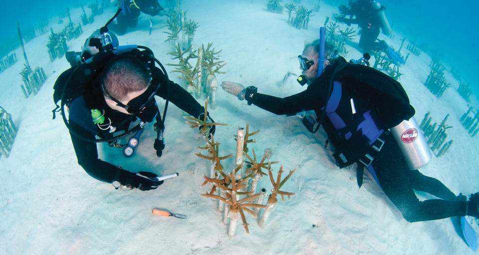 In this undated photo provided by the Florida Keys News Bureau, Ken Nedimyer, president of the Coral Restoration Foundation, works with a volunteer in the foundation's coral nursery situated in the Florida Keys National Marine Sanctuary off Key Largo, Fla. Nediymer partners with Florida Keys hotels and dive operators to offer opportunities for visitors to learn about coral and do volunteer work in the nursery. (AP Photo/Florida Keys News Bureau, Tim Grollimund)