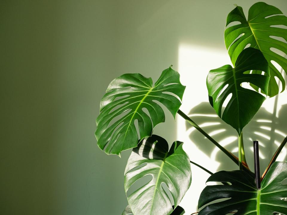 big leaf plants monstera