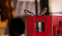 Sparrows happily co-exist with us.