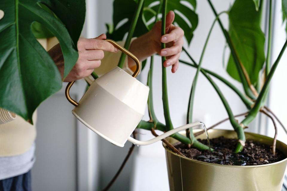 <p>As the weather starts to get warmer, this typically means that your indoor plants will require more watering. You'll want to test the soil first by inserting your finger or a pencil into the top two inches. As a general rule, if it's still moist, there's no need to water. </p><p>'If the soil is dry beyond the top layer, aerate the soil to allow for an even distribution of water,' the experts advise. 'To ensure you’re not giving your houseplants too much, water from the bottom if your pot has drainage holes.'</p>