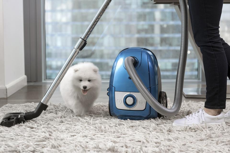 Woman using vacuum standing near fluffy white dog (how to clean a shag rug) 