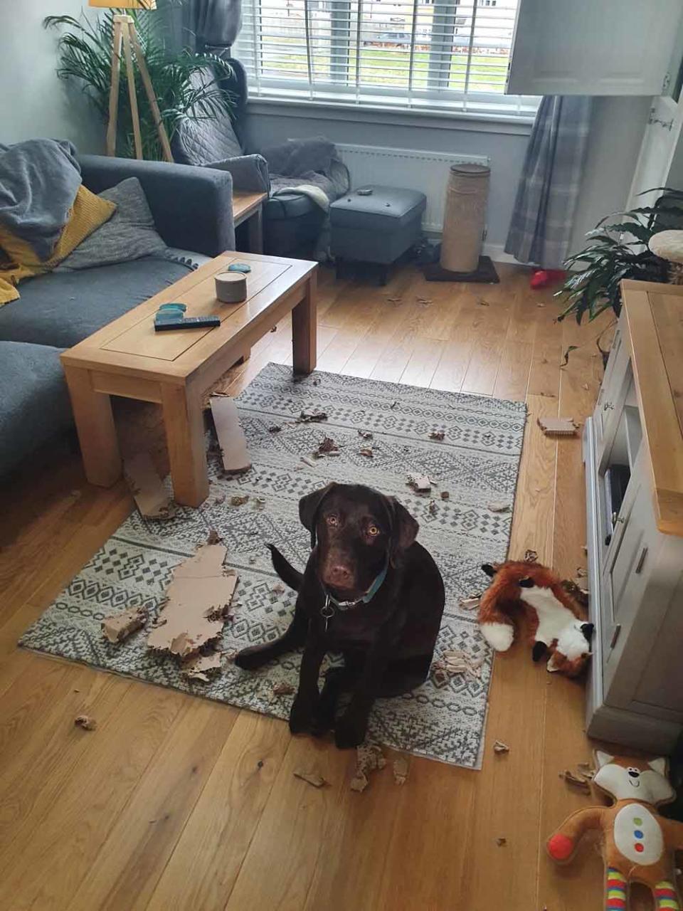 Kiwi started chewing the house apart at just six months old(Collect/PA Real Life).