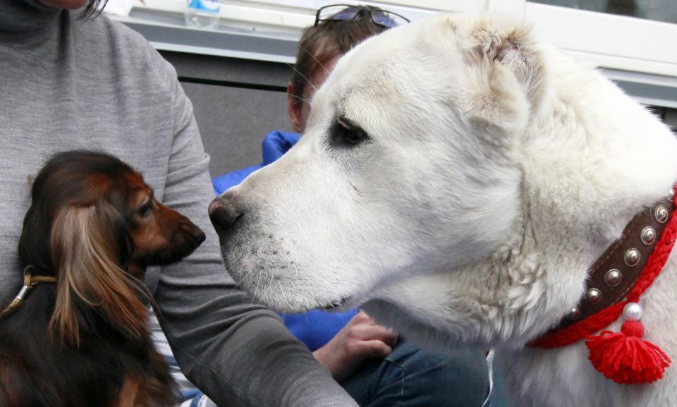 Khas, a one-year-old Central Asian shepherd dog, smells Lesya, an adult long-haired rabbit dachshund, during the ZooWorld festival of domestic animals in Russia's Siberian city of Krasnoyarsk, November 9, 2013. REUTERS/Ilya Naymushin (RUSSIA - Tags: ANIMALS SOCIETY)