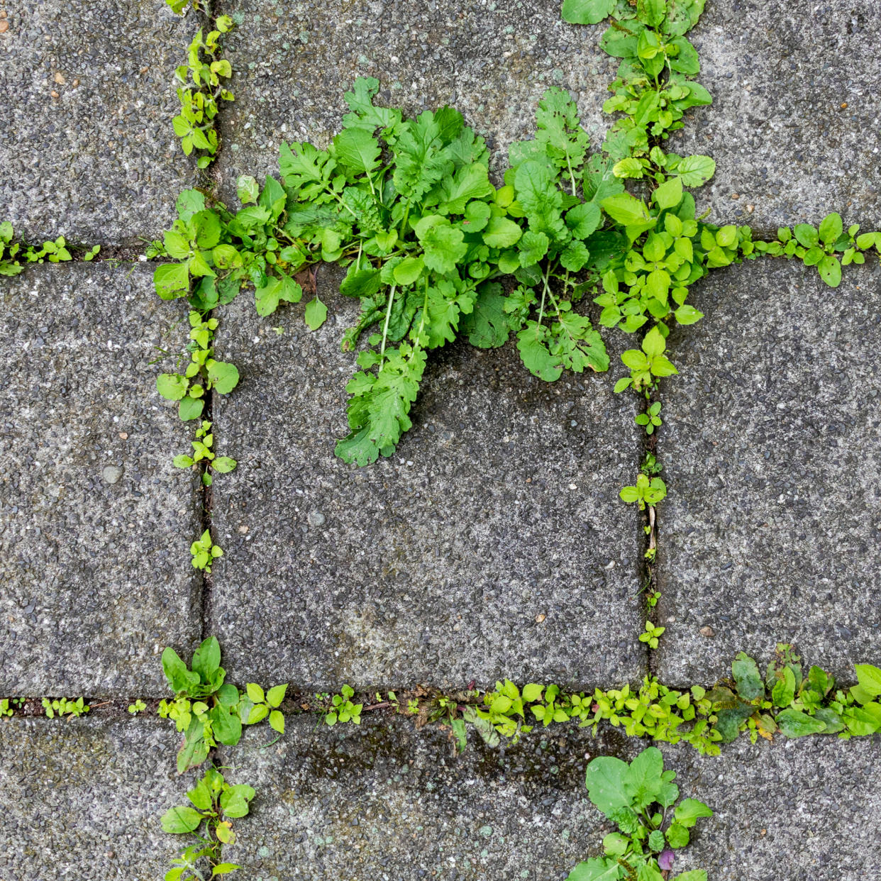  Weeds in between patio slabs. 