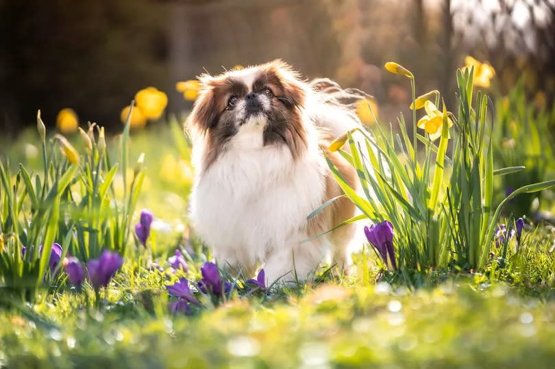 A Pekingese dog walks between spring, blooming flowers.