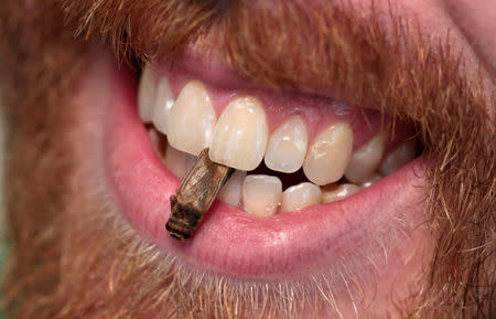 Robert Allen, co-founder of Little Herds, a nonprofit educational program promoting the use of insects for food and feed, holds a edible freeze-dried cricket between his teeth during a 'Eating Insects Detroit: Exploring the Culture of Insects as Food and Feed' conference at Wayne State University in Detroit, Michigan May 26, 2016. REUTERS/Rebecca Cook