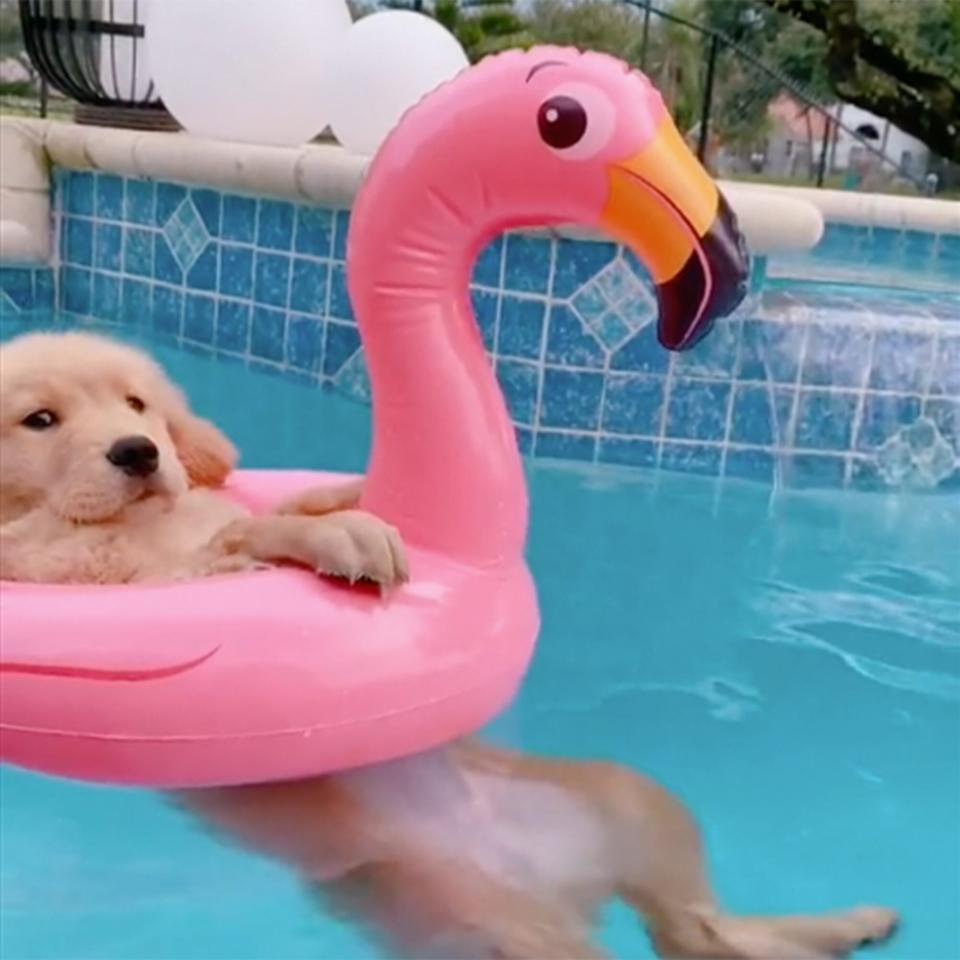 gold pup floating in swimming pool with inflatable pink flamingo swim tube